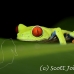 frog_tree_redeyed_tar_h_0531_cos0856.jpg